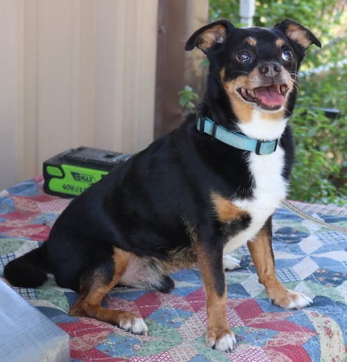 TOBY - Chihuahua / Dachshund available for adoption