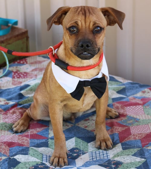 JOHNNY - Pug available for adoption