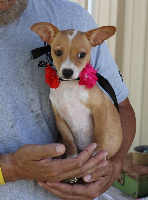 PEBBLES - Basenji / Chihuahua for adoption in Everett