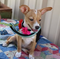 Pebbles - Photo 2