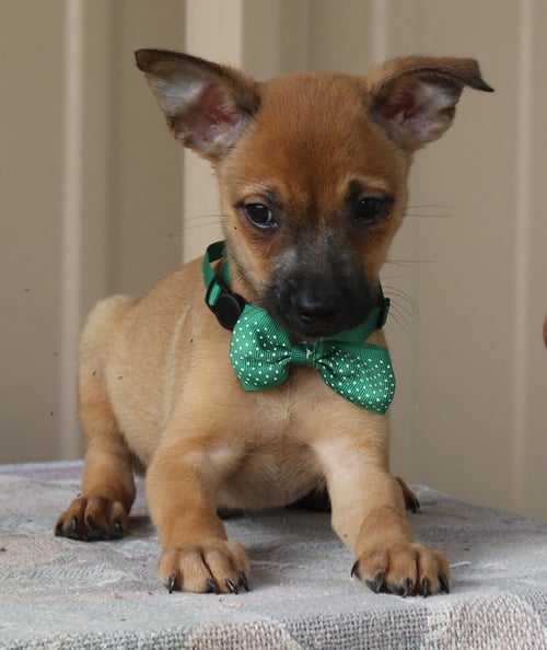 SEAN - Cairn Terrier / Chihuahua available for adoption