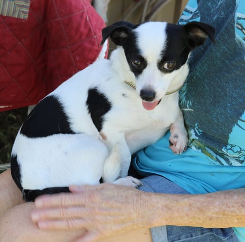 BLANCA - Rat Terrier available for adoption
