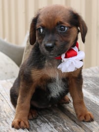 Annabelle - Photo 3