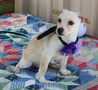 Daisey Mae - Photo 2