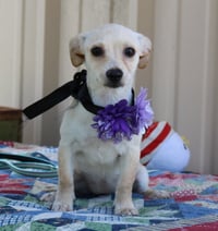 Daisey Mae - Photo 1