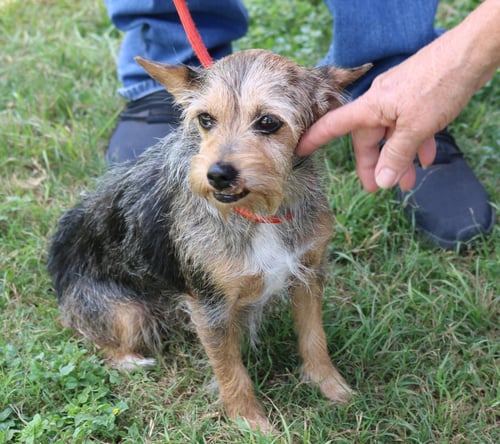 RUBY - Schnauzer / Yorkshire Terrier Yorkie available for adoption