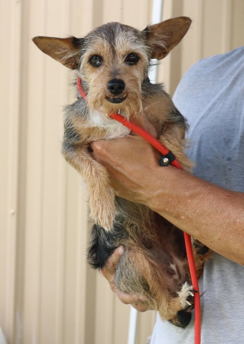 RUBY - Schnauzer / Yorkshire Terrier Yorkie for adoption in Everett