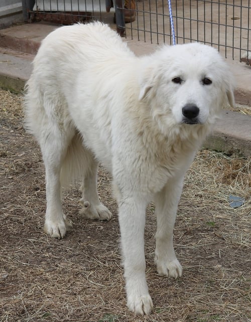 ATHENA - Great Pyrenees available for adoption
