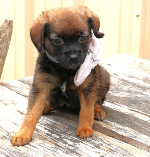 PORSCHE - Australian Shepherd for adoption in Everett