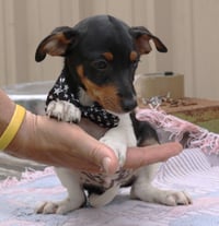 Dash - Photo 2