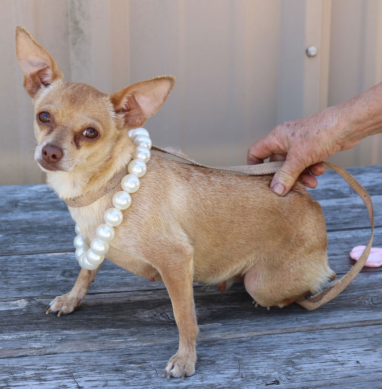 BUTTON - Chihuahua available for adoption