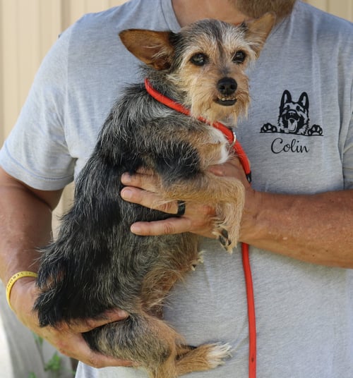 RUBY - Schnauzer / Yorkshire Terrier Yorkie available for adoption
