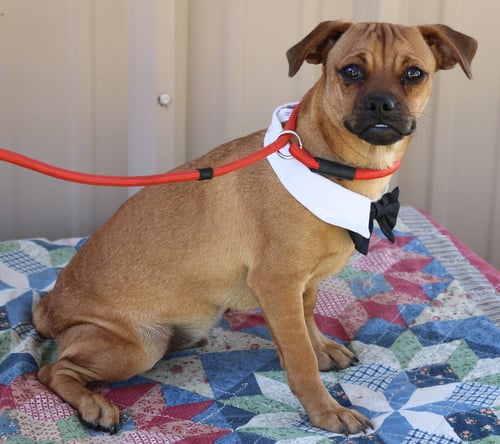 JOHNNY - Pug available for adoption