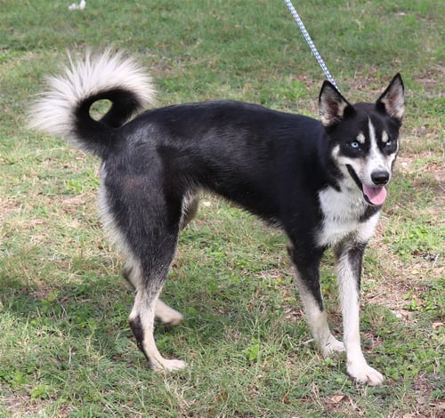RYKER - Husky / Shepherd available for adoption