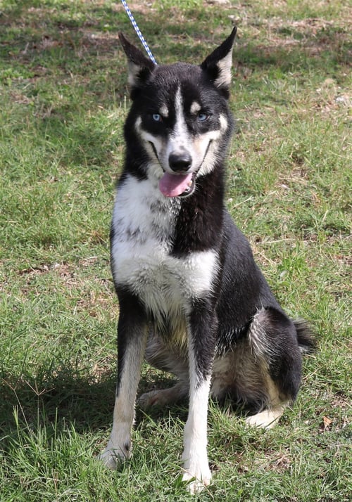 RYKER - Husky / Shepherd available for adoption