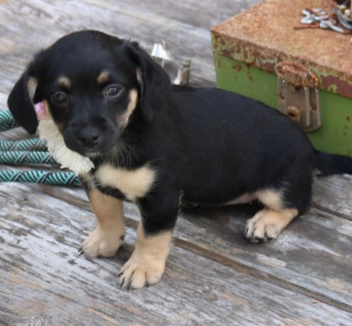 PACO - Dachshund / Chihuahua available for adoption