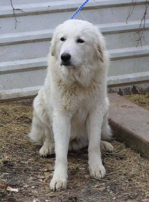 ATHENA - Great Pyrenees available for adoption