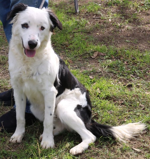 BEAR - Border Collie / Labrador Retriever available for adoption