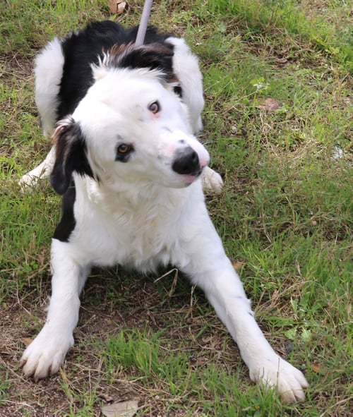 BEAR - Border Collie / Labrador Retriever available for adoption
