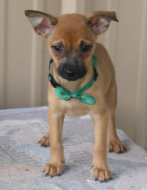 SEAN - Cairn Terrier / Chihuahua available for adoption