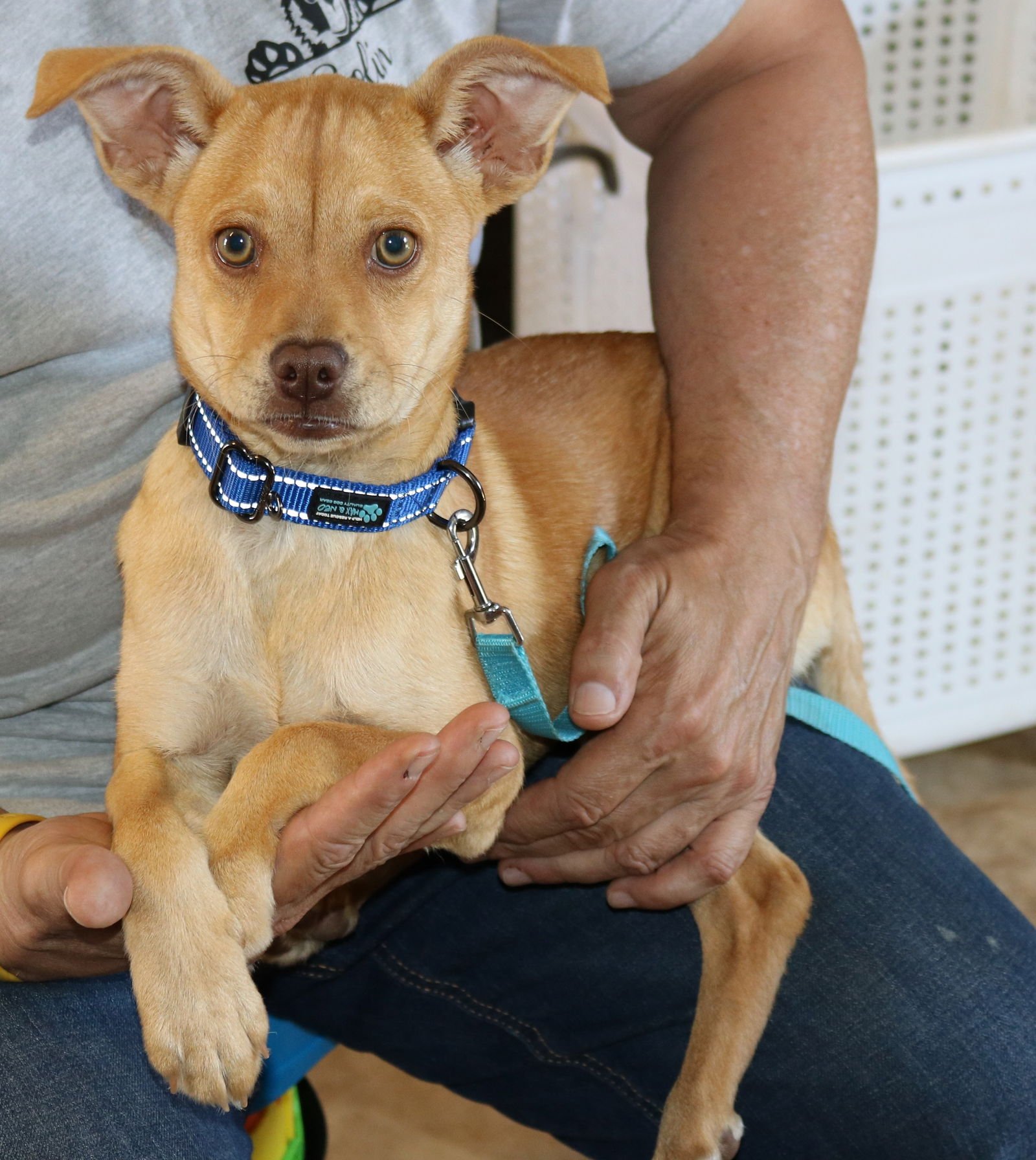 MADDIE - Pug / Chihuahua available for adoption