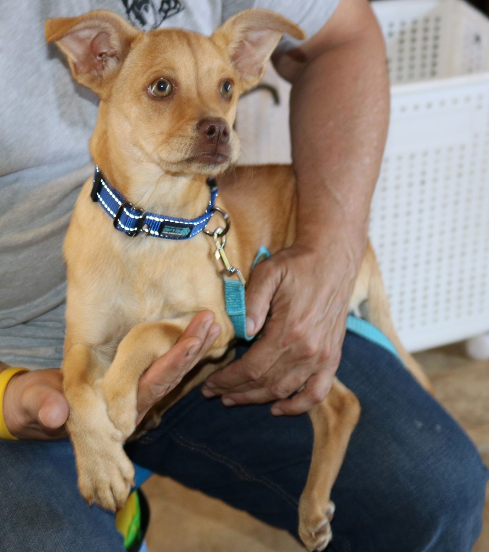 MADDIE - Pug / Chihuahua available for adoption