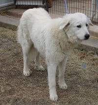 Athena - Photo 3