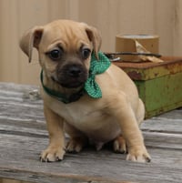 Murphy - Photo 2