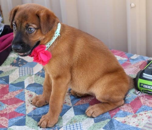 PRISCILLA "PRISSY" - Black Mouth Cur / Labrador Retriever available for adoption