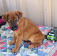 Priscilla "Prissy" - Photo 3