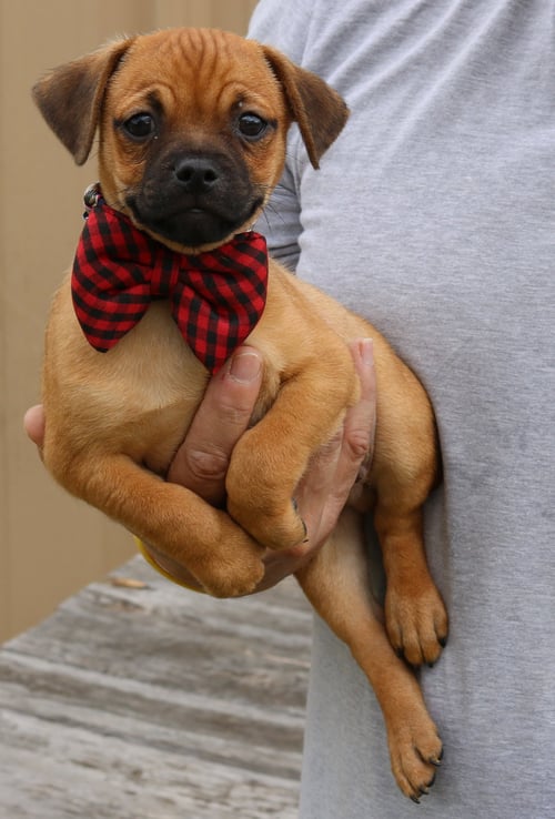 JOHNNY - Pug available for adoption
