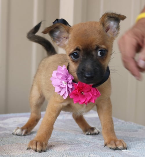 BITSY - Cairn Terrier / Chihuahua available for adoption