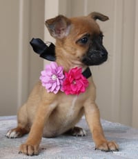 Bitsy - Photo 3
