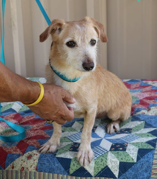 DRUMMER - Dachshund available for adoption