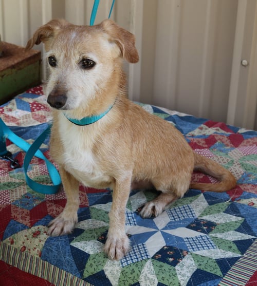 DRUMMER - Dachshund available for adoption