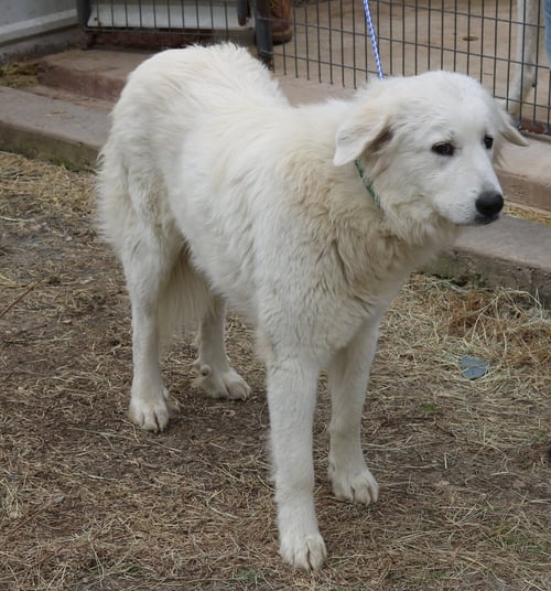 ATHENA - Great Pyrenees available for adoption