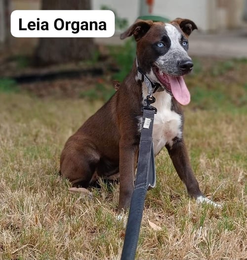 LEIA - Husky / Staffordshire Bull Terrier available for adoption
