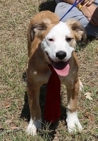 Barron - Photo 3