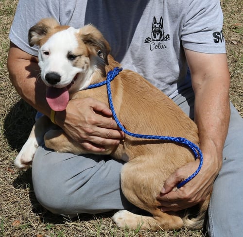 BARRON - Argentinian Mastiff / Great Pyrenees available for adoption