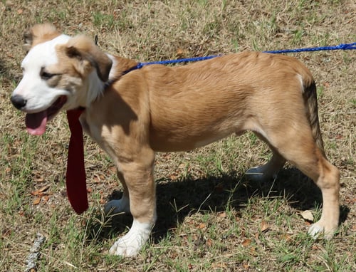 BARRON - Argentinian Mastiff / Great Pyrenees available for adoption