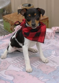 Tucker - Photo 1