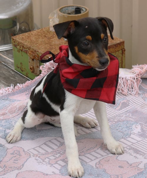 TUCKER - Rat Terrier available for adoption