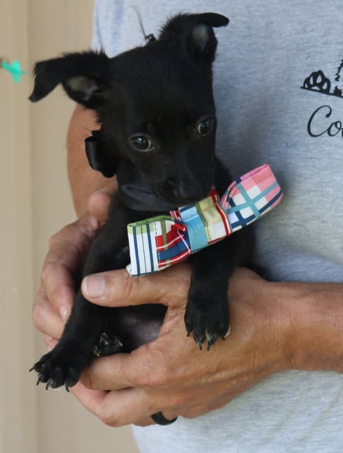 WILLY - Cairn Terrier / Chihuahua available for adoption