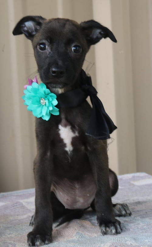 PISTOL - Cairn Terrier / Chihuahua available for adoption