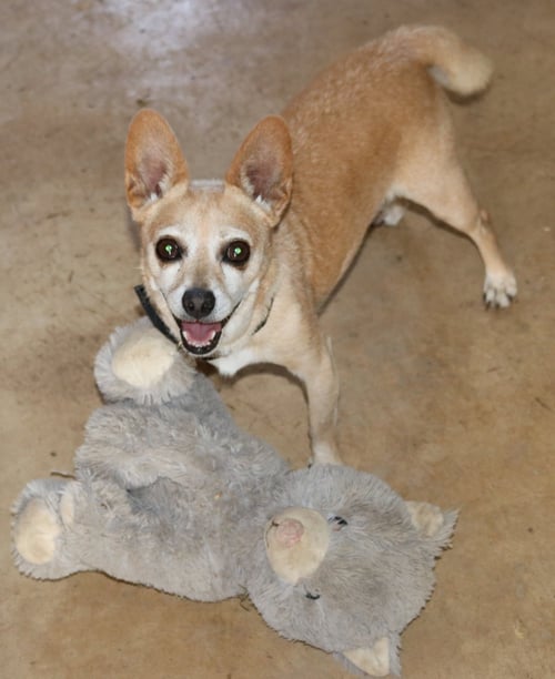 BUTTER - Chihuahua for adoption in Hartford