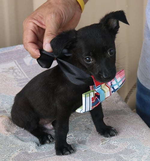WILLY - Cairn Terrier / Chihuahua available for adoption