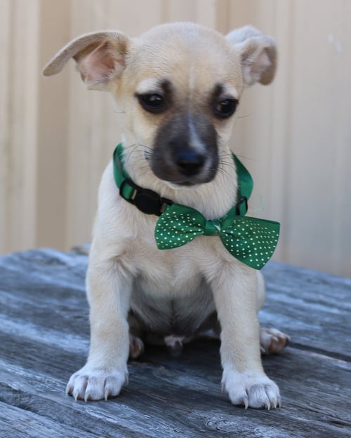 FLICKER - Chihuahua available for adoption
