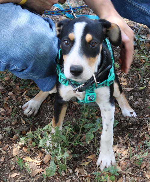 IRELAND - Labrador Retriever / Australian Shepherd available for adoption