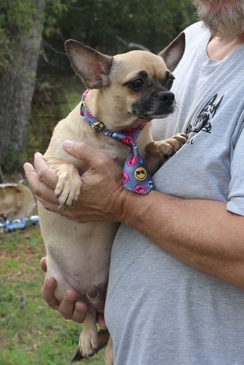 MUTZ - Pug / Dachshund available for adoption