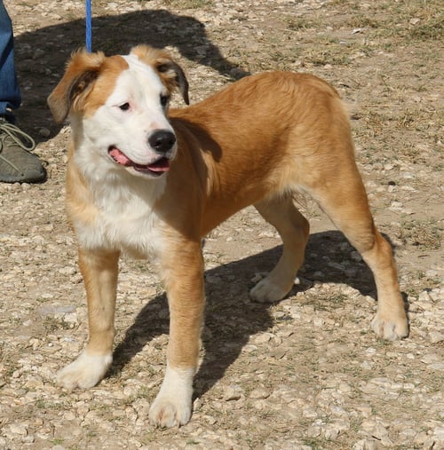 POCKET - Mastiff / Great Pyrenees available for adoption